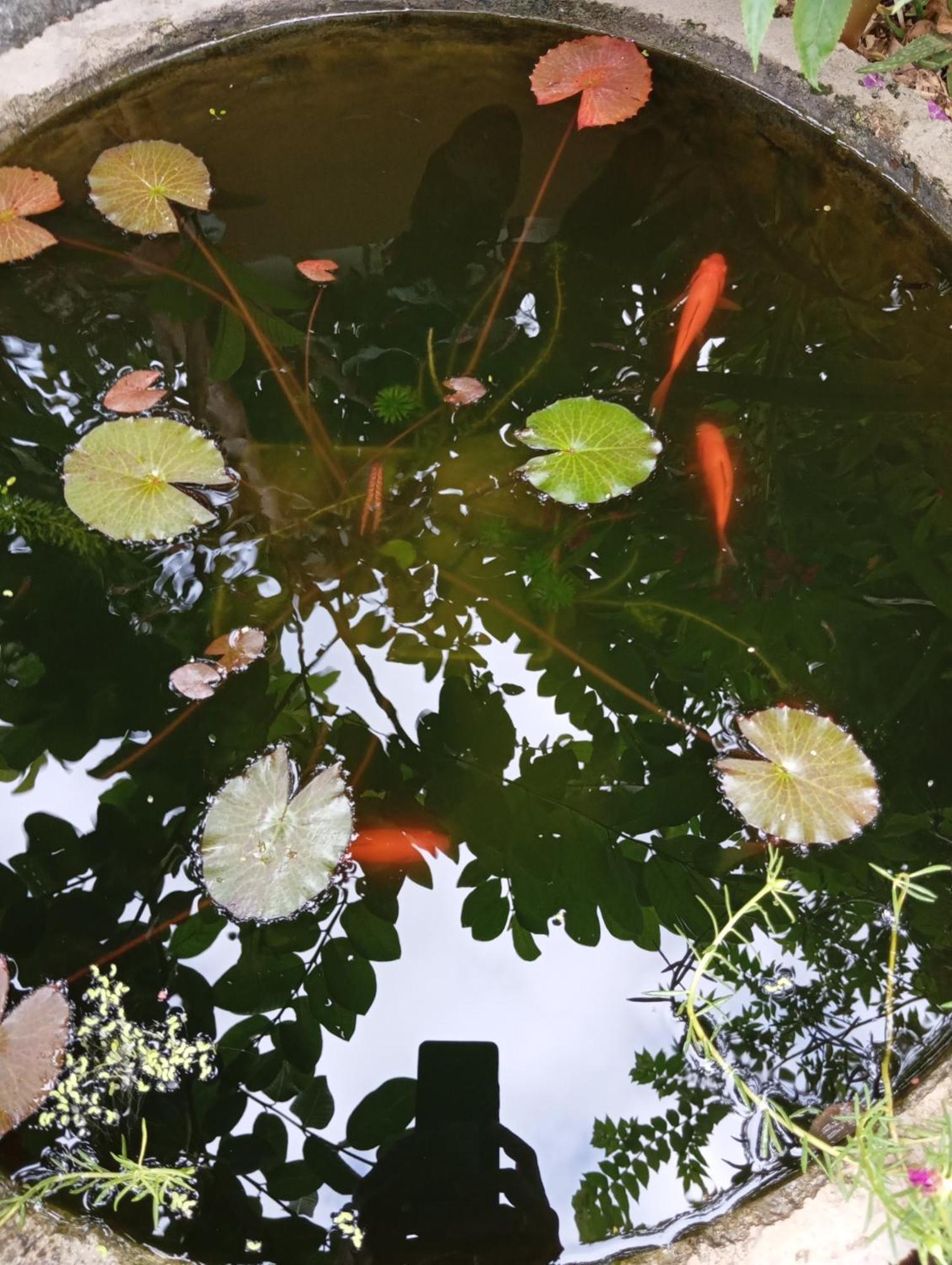 Rumah Kawan Senaru House Of Friend Ngoại thất bức ảnh